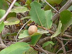 Neocarya macrophylla.