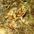 Image 32Eungella torrent frog Taudactylus eungellensis Myobatrachidae Australia (from Torrent frog)