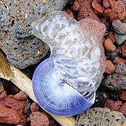 La Janthina janthina se maintient parmi les physalies grâce à ses bulles-flotteurs