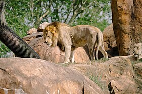 Lion (Panthera leo)