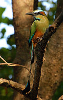 Turquoise-browed Motmot