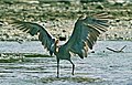 Canopy fishing, Lac Cai, Bonaire