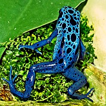 Noolemürgikonn Dendrobates tinctorius azureus