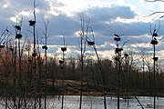 Heronry in the Carp Hills