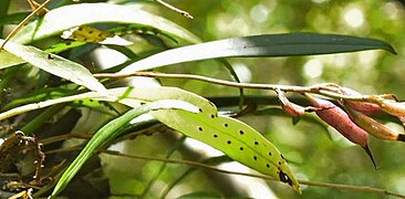 Butterfly egg mimicry in the orchid Bulbophyllum scabratum