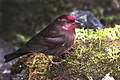 Male at 12,000 ft. from Pangolakha Wildlife Sanctuary, East Sikkim, India