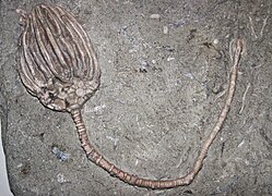 Dizygocrinus montgomeryensis, un Batocrinidae