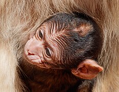 Un petit macaque de Barbarie dans le Vogelpark Steinen (de) en Allemagne.