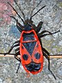 Pyrrhocoris apterus.