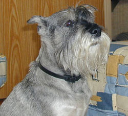 Schnauzer moyen.