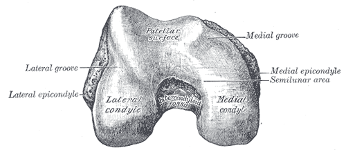 Articular surfaces of femur