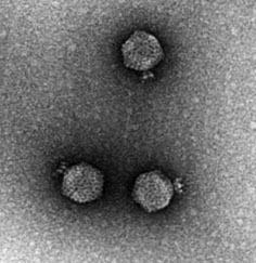 Bacteriophage_P22_Casjens_Lenk