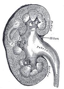 File:Kidney section 01.JPG