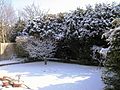 Winter in a suburban English garden