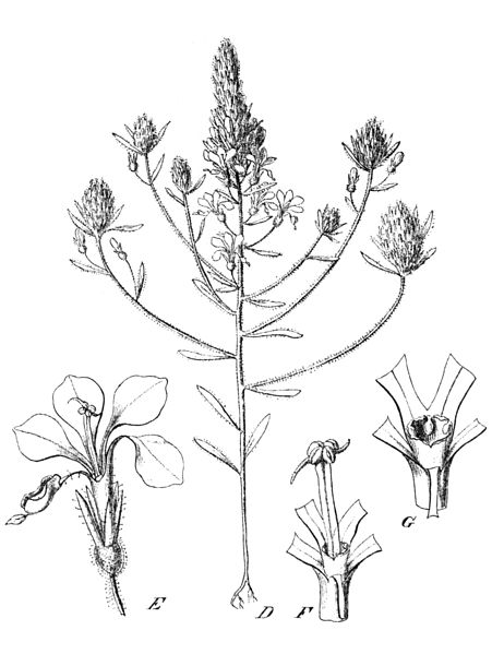 File:Levenhookia preissii Mildbraed.jpg