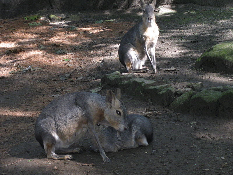 File:Mara Family.JPG