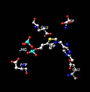 Active site of pyruvate decarboxylase with selected amino acids: Glu-51, Glu-477, Asp-444, and Asp-28. Also displayed are cofactors TPP and Mg2+.