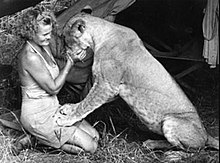 Adamson with Elsa the lioness, autumn 1960