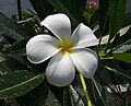 Plumeria Alba