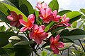 Plumeria Red Ruby