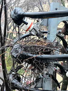 東京都世田谷区の電柱に作られたカラスの巣=東京電力パワーグリッド提供