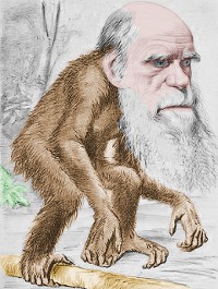 Darwin Ape