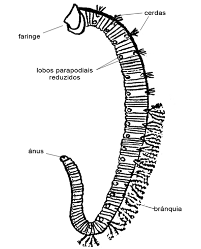 File:Arenicola marina.png