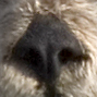 Sea otter nose