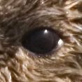 Sea otter eyes