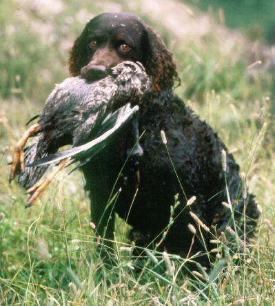 File:American water spaniel 01.jpg