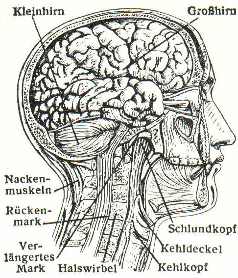 File:Gehirn (Meyers).jpg