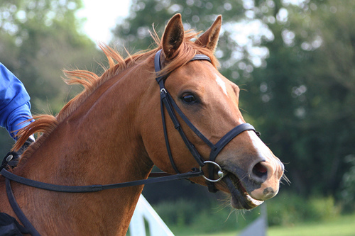 Hunt bridle head.jpg