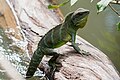 Physignathus cocincinus, Khao Yai National Park