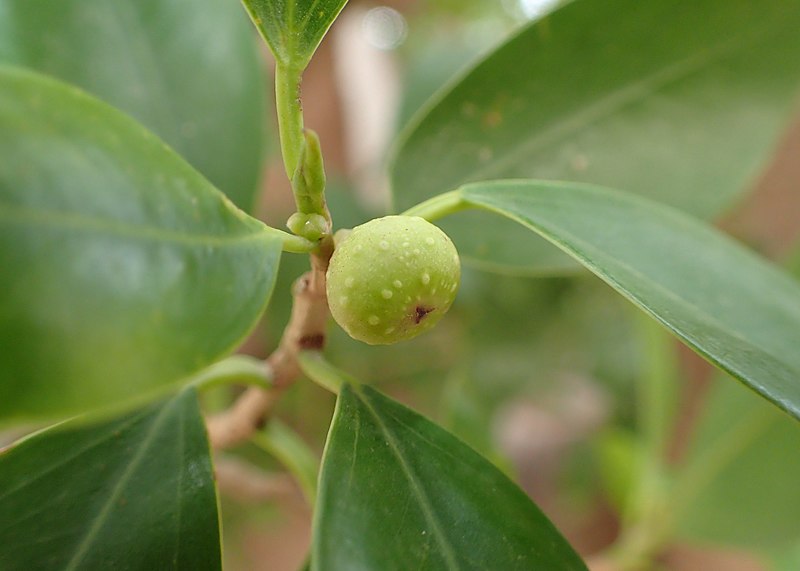 File:Ficus retusa kz02.jpg