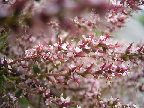 "Tamarix_gallica_bloemen.jpg" by User:TeunSpaans