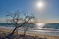 WLE 2018, 21. Platz: Im Sand der Ostsee versunkener Baum des Darßwalds.