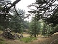 Cedars of God (Lebanon cedar forests)