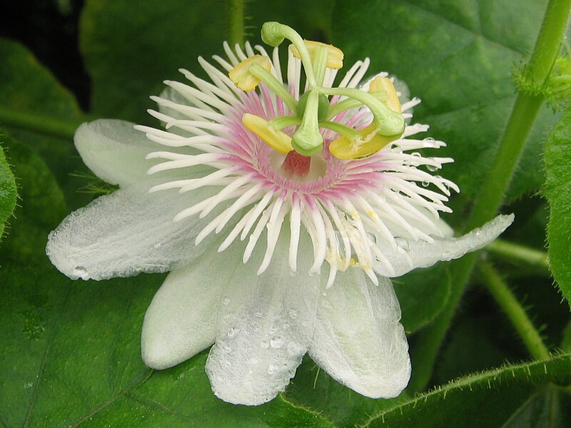 File:P foetida flower.jpg