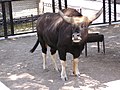 Male in Dokuchaevsk Zoo