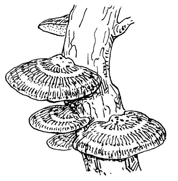 File:Fungus (PSF).png