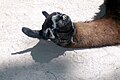 A llama lying on the ground at the Miller Children's Zoo in Binder Park Zoo.