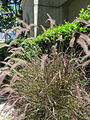 Pennisetum orientale 'Karley Rose'