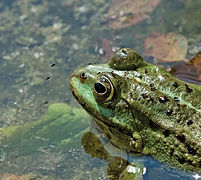 20.7.15 Seefrosch