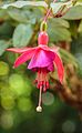 Fuchsia 'Bijorewa Loraja'.