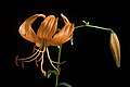 Lilium lancifolium fma. concolor