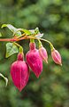 Fuchsia 'Alfred Fuhrmann'.