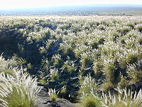 Pennisetum setaceum