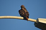 Thumbnail for File:Red-tailed hawk cleaning his feather.jpg