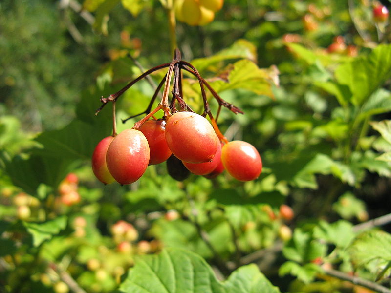 File:Viburnum trilobum1.jpg