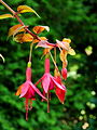 Fuchsia 'Autumnale'